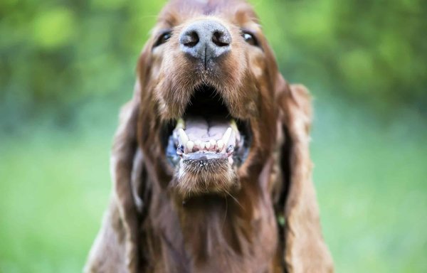 Quels sont les meilleurs animaux de compagnie à adopter à la maison ?
